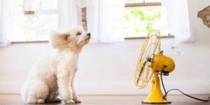 5 Ways to Fix Hot Spots in Your Home this Summer